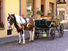 Kaysersberg : attelage de chevaux