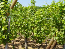 Le vignoble alsacien