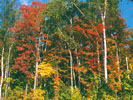 Couleurs d'automne au Québec