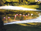 Flamands roses, Epcot Center, Floride
