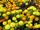 Fleurs dans un jardin public de Nice